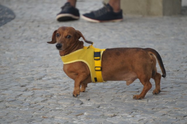 If only dogs could talk